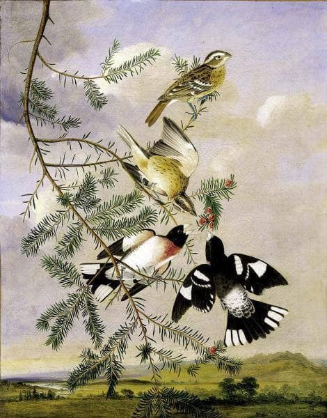 A watercolour study of a bird by John James Audubon